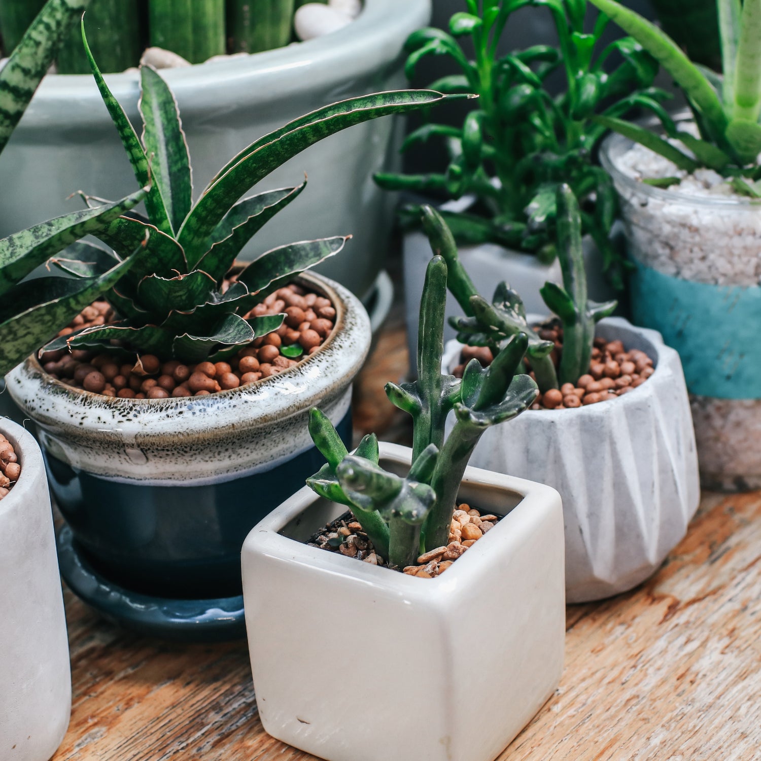 Plant Collection