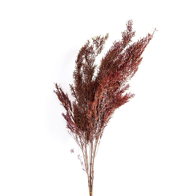 Preserved Pine Bough - FA-JH2005G