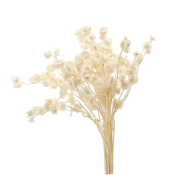 Eternal Flower - FD-JH2204