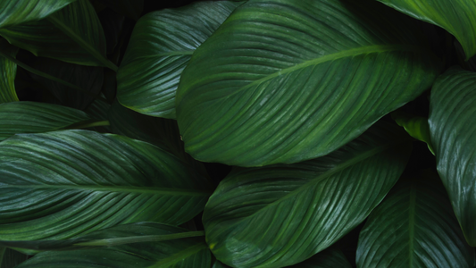 Why Indoor Plants Are Essential for Your Space